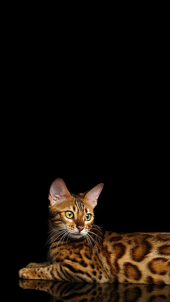 Brown, Bengal Cats HD phone wallpaper