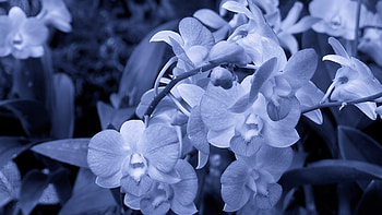 Orchid Flowers, flowers, petals, orchids HD wallpaper