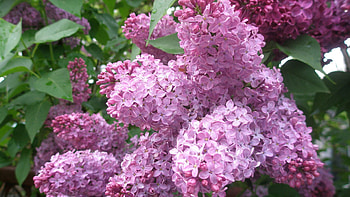 Flowers, Lilac, Plant, Bud HD wallpaper