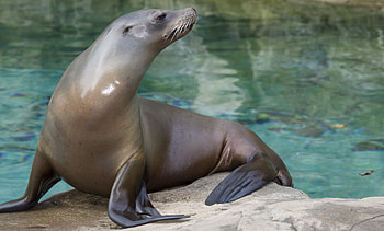 California sea lion, Smithsonians National Zoo, Captivating marine creatures, Coastal wonders HD wallpaper