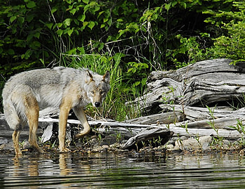 Wolf, wolves, animals HD wallpaper