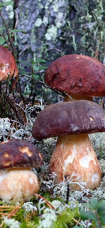 porcini mushrooms, Captivating , Mushroom wonderland, Fungal beauty HD phone wallpaper