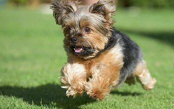 Yorkshire Terrier, Beautiful dogs, Lovely park scenery, Cute Yorkie HD wallpaper