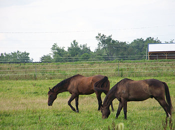 Kentucky Horse Farm, farm, horse HD wallpaper