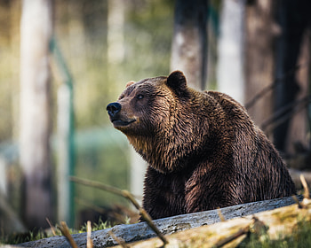 Predator, wildlife, bear, furry HD wallpaper