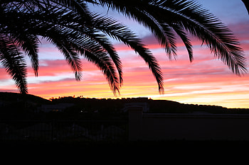 Sunset, Sky, Dark, Palm HD wallpaper