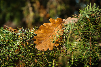 Nature, Leaves, Oak, Rosemary HD wallpaper