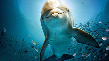 1440p resolution, Stunning dolphin visuals, High-quality , Mesmerizing backgrounds HD wallpaper