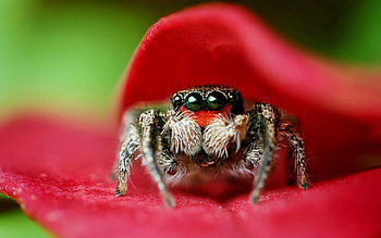 Leaves, Flower, Macro, Eyes, Spider HD wallpaper