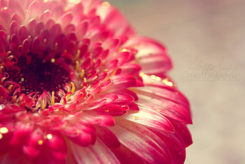 golden_drops, golden, graphy, red, nature, flowers, macro HD wallpaper