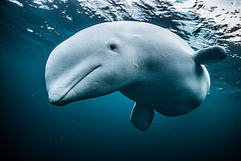 Beluga Whale, Lost beluga's story, Interview with whale biologist, Saving our marine ecosystems HD wallpaper