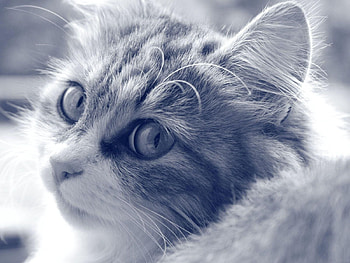 Animals, Cat, Fluffy, Muzzle, Sight, Opinion, Bw, Chb HD wallpaper