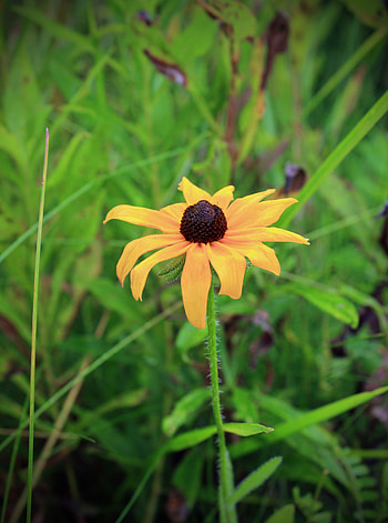 Flowers, Flower, Blur, Smooth, Rudbeckia Hairy, Rudbekia Hairy HD phone wallpaper