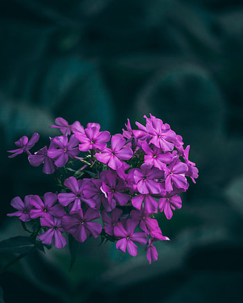 Flowers, Lilac, Macro, Purple, Inflorescences, Inflorescence HD phone wallpaper