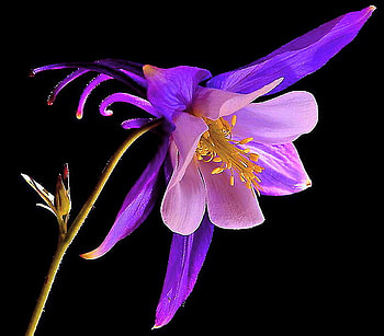 For lovers of purple, purple, stem, black background, yellow, flower, lily HD wallpaper