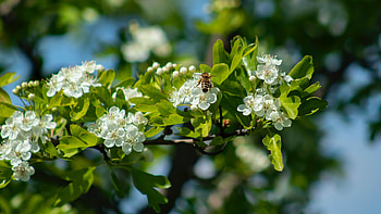 Spring, Animal, Bee, Blossom, Branch, Insect HD wallpaper