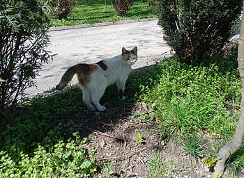 Cute little cat, Sweet, Cats, Spring, Cute HD wallpaper