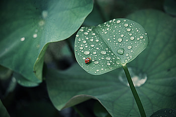 Leaves, Drops, Macro, Insect, Round, Ladybug, Ladybird, Dew HD wallpaper