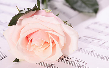 Plants, Flowers, Roses, Postcards HD wallpaper