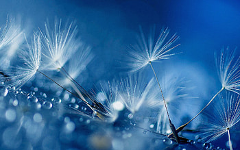 Blue Drops Full , blue, drops, nature HD wallpaper