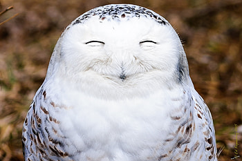 Friendly Owl, snow owl, sniling, bird, nature, raptor HD wallpaper