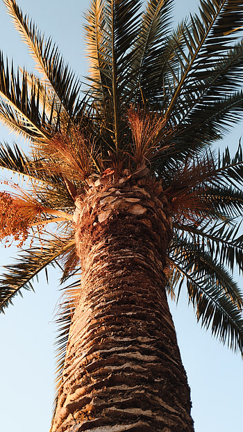 Nature, Leaves, Wood, Tree, Palm, Crown, Krone, Branches HD phone wallpaper