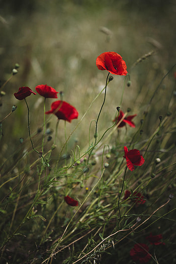 Flowers, Poppies, Plant, Wild HD phone wallpaper
