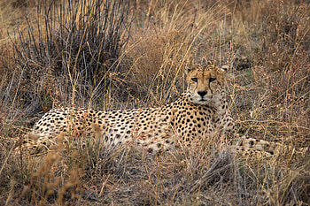 Animals, Grass, Cheetah, Predator, Big Cat, Dry HD wallpaper