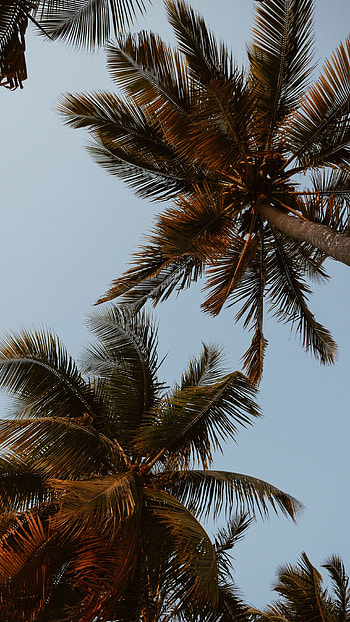 Nature, Sky, Leaves, Palms, Crown, Branches, Tropics, Crowns HD phone wallpaper