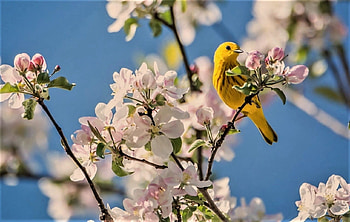 apple blossoms, sky, spring, bird HD wallpaper