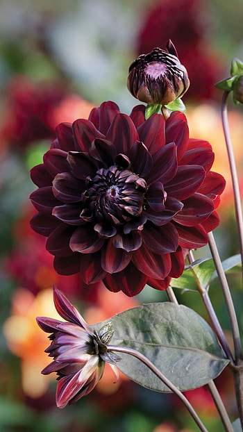 Dahlia, Brown HD phone wallpaper