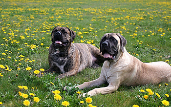 Animals, Dogs, Flowers, Grass, Shepherds HD wallpaper