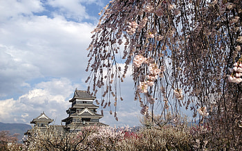 Nature, Flowers, Trees, Building, China HD wallpaper