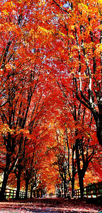 A walk through fall, Nature, Trees, Autum, Orange HD phone wallpaper