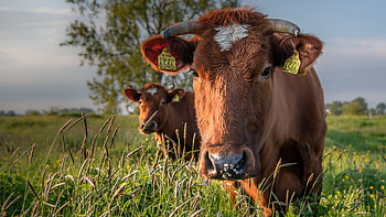 Cow, animal, ranch, pasture HD wallpaper