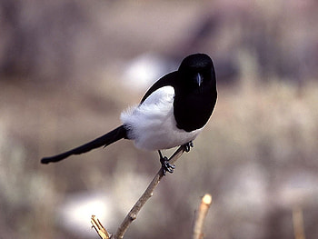 Black and White-Bird, cool, bird, , black and white HD wallpaper