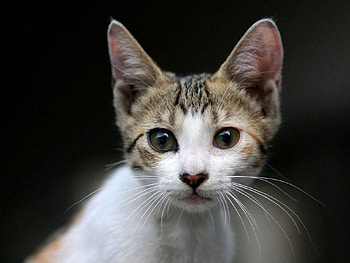 Animals, Kitty, Kitten, Muzzle, Sight, Opinion, Astonishment, Surprise HD wallpaper