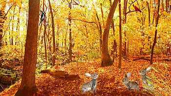 Splendid Fall Bunnies, bunnies, golden, woods, rabbits, firefox persona, fall, grass, bunny, leaves, autumn, sun, forest HD wallpaper