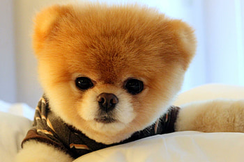 Pomeranian, Dogs HD wallpaper