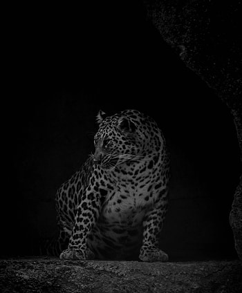 Animals, Dark, Leopard, Predator, Big Cat, Bw, Chb HD phone wallpaper