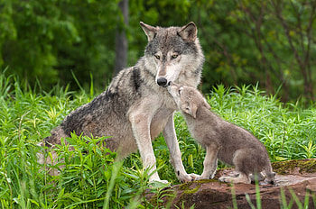 Gray Wolf, Wild animals, Turkey, Daily Sabah HD wallpaper