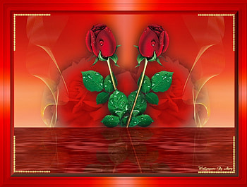 Red Roses 1600x1200, Flowers, Roses, RedRoses, Water HD wallpaper