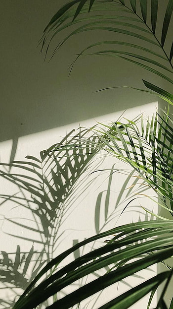 Green Aesthetic, Palm Tree HD phone wallpaper