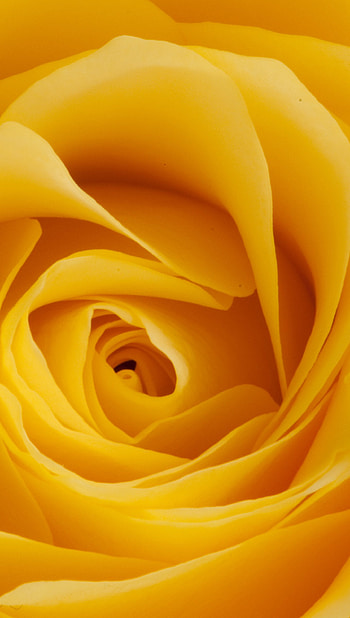Rosa amarilla, rosa naranja HD phone wallpaper