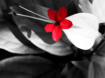 LittleRed, negative, nature, red, flower HD wallpaper