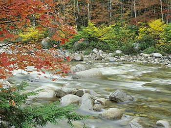 River, forest, rivers HD wallpaper