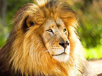 With pride, mane, brown, strength, hunter, lion, gold, male HD wallpaper