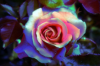 ✿⊱•╮Magical╭•⊰✿, sweet, beloved valentines, graphy, roses, colors, beautiful, lovely still life, creative pre-made, still life, love four seasons, pink, magical, nature, flowers, lovely HD wallpaper