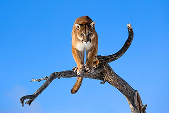 puma for jasnas, blue, mountain lion, animals, puma, sky, nature, tree HD wallpaper