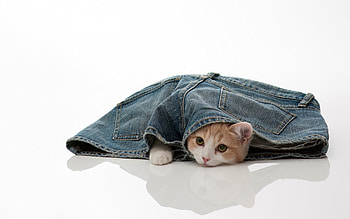 Cute Kitty, kitten, kitty, cats, cute, jeans, beauty, animals, cat eyes, adorable, sweet, eyes, cat, beautiful, paws, cat face, pretty, love, face, lovely HD wallpaper